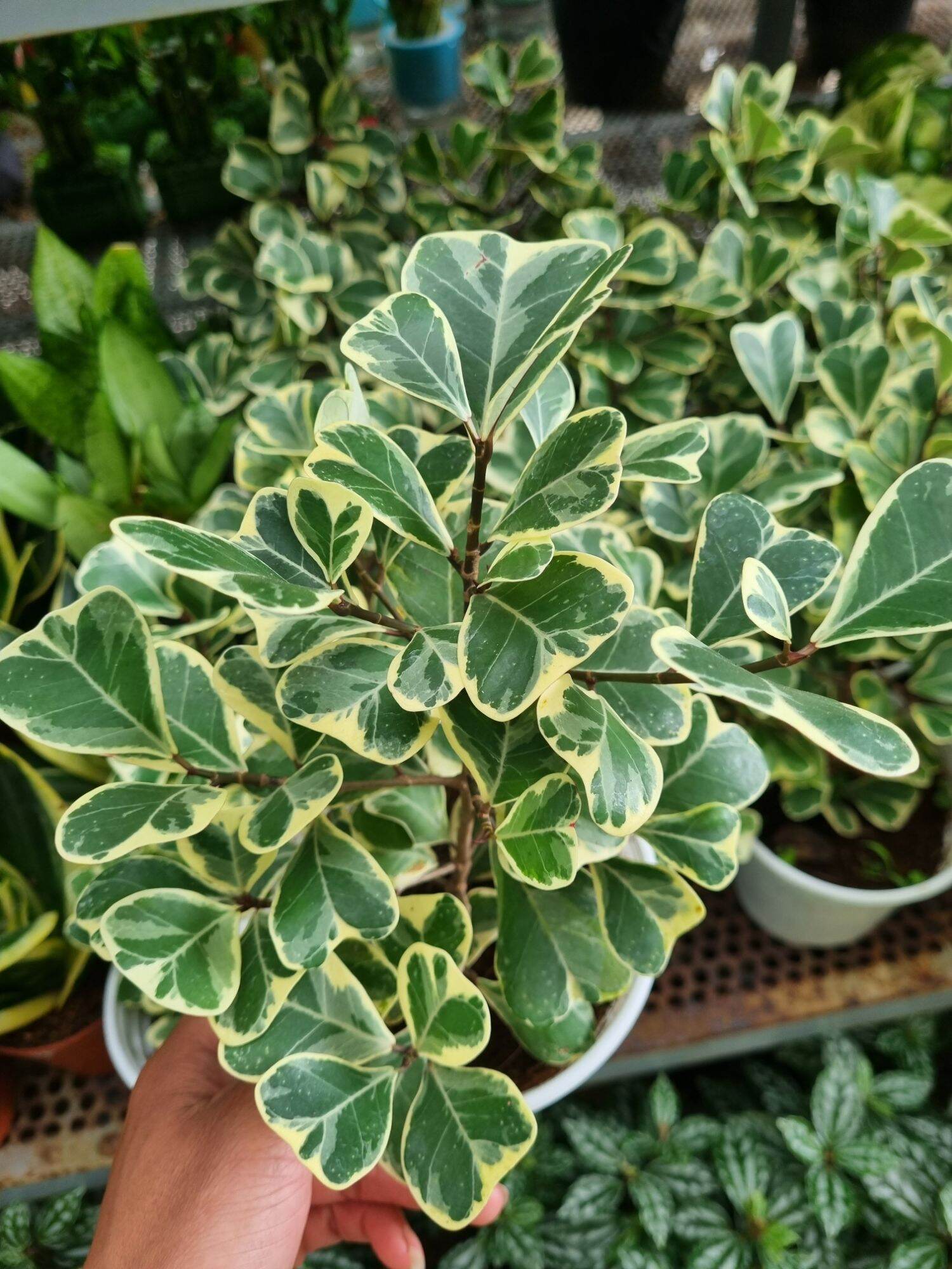 Cây Bàn cẩm thạch