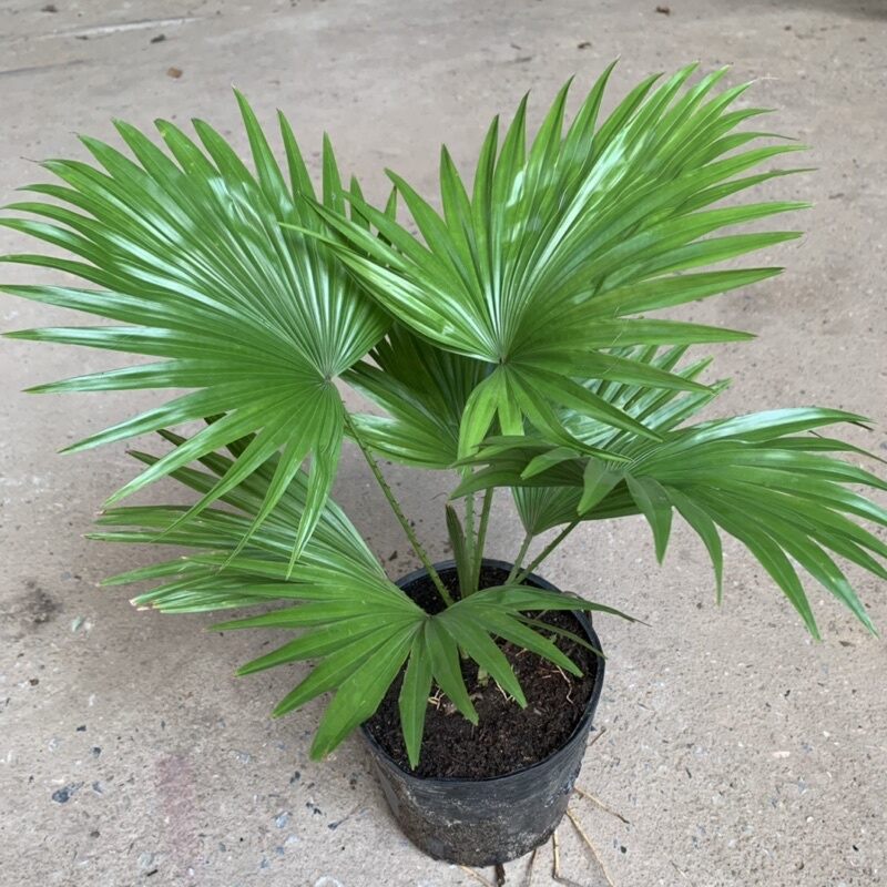 CÂY GIỐNG CỌ CẢNH ĐỂ BÀN SIÊU LÙN