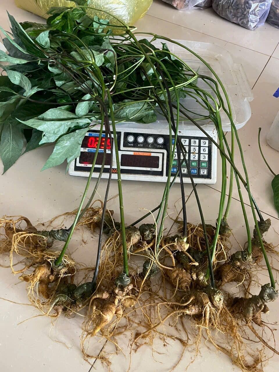 trà sâm dây thái lát khô 50g