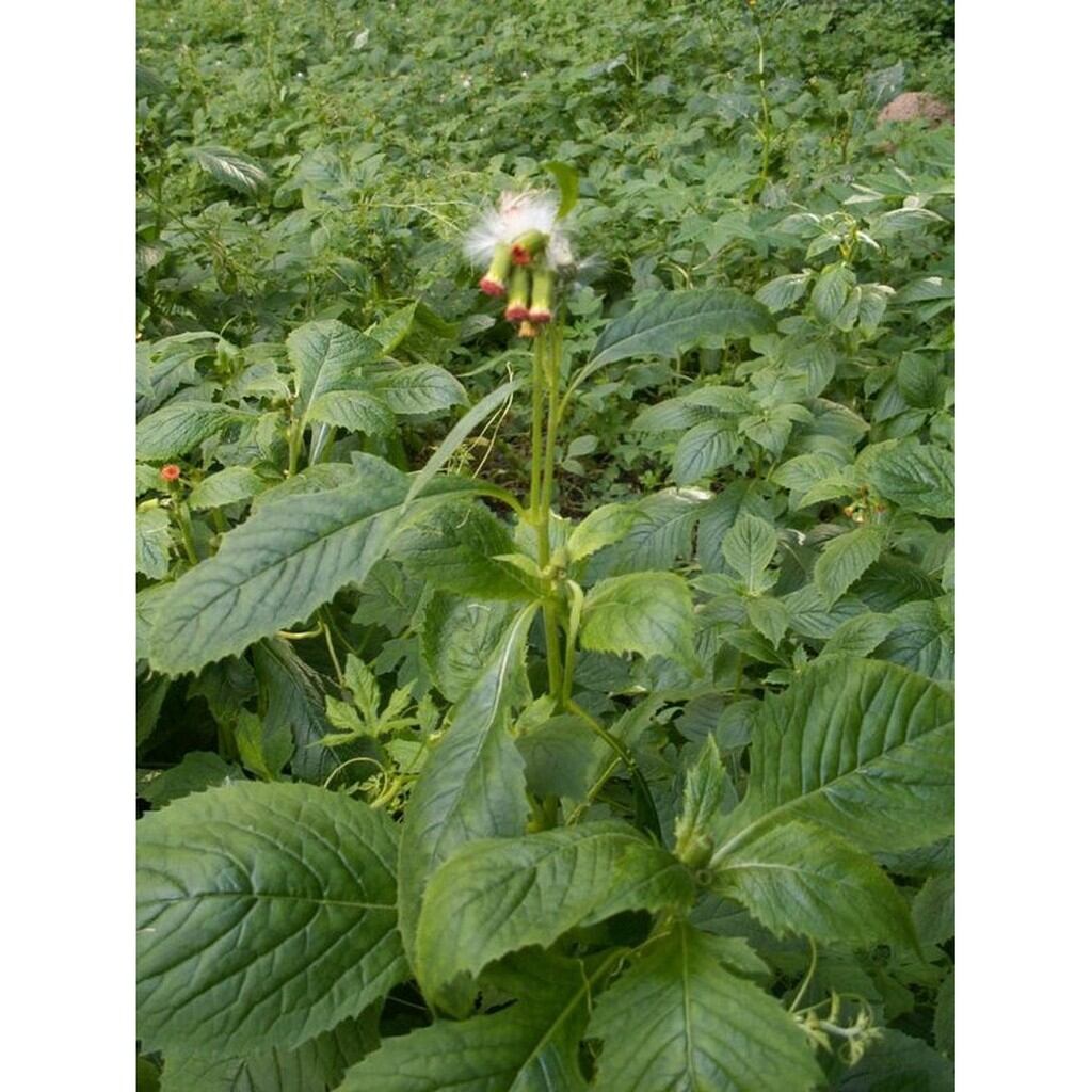 hạt giống rau kim thất (cải tàu bay) - gói 1gram