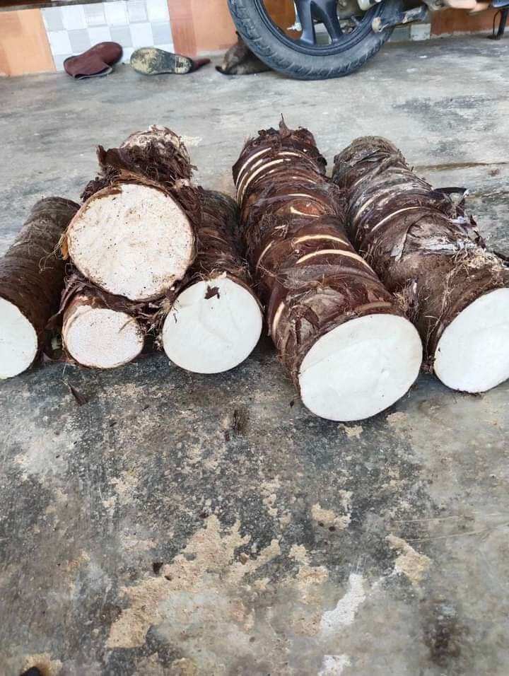 1kg= 1củ củ bạc hà núi lâu năm hàng đào .