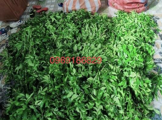 lá mắc mật tươi làm gia vị ướp nướng (đặc sản lạng sơn)
