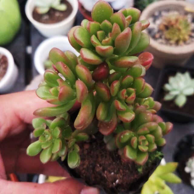 Sidum ruby bầu