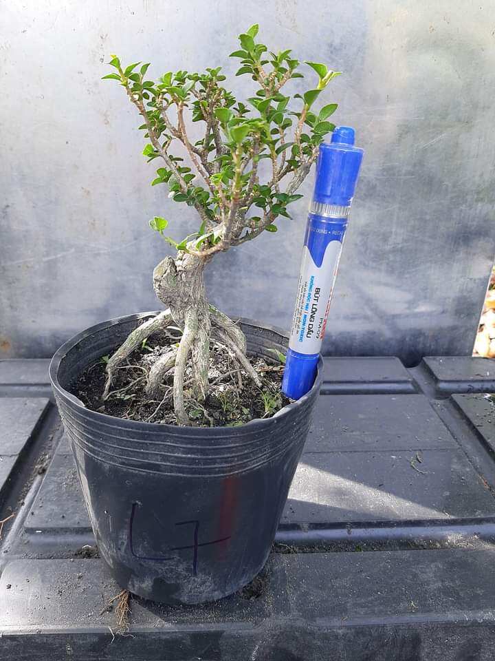Sam hương bon sai để bàn dạng phôi, ĐÃ TẠO DÁNG