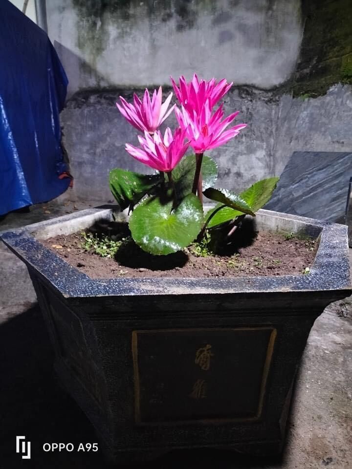 Củ hoa súng cạn (2củ)