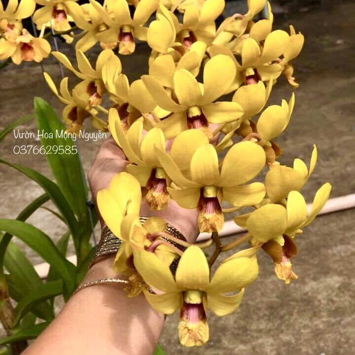 (1 chậu) Hoa lan dendro 5 cánh tiên - đang hoa hoặc hàng lá