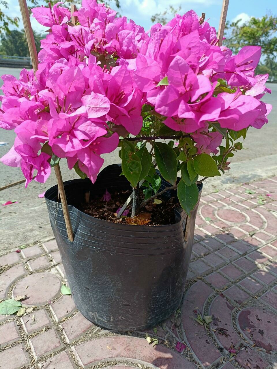 cây giấy  đỏ hồng siêu hoa