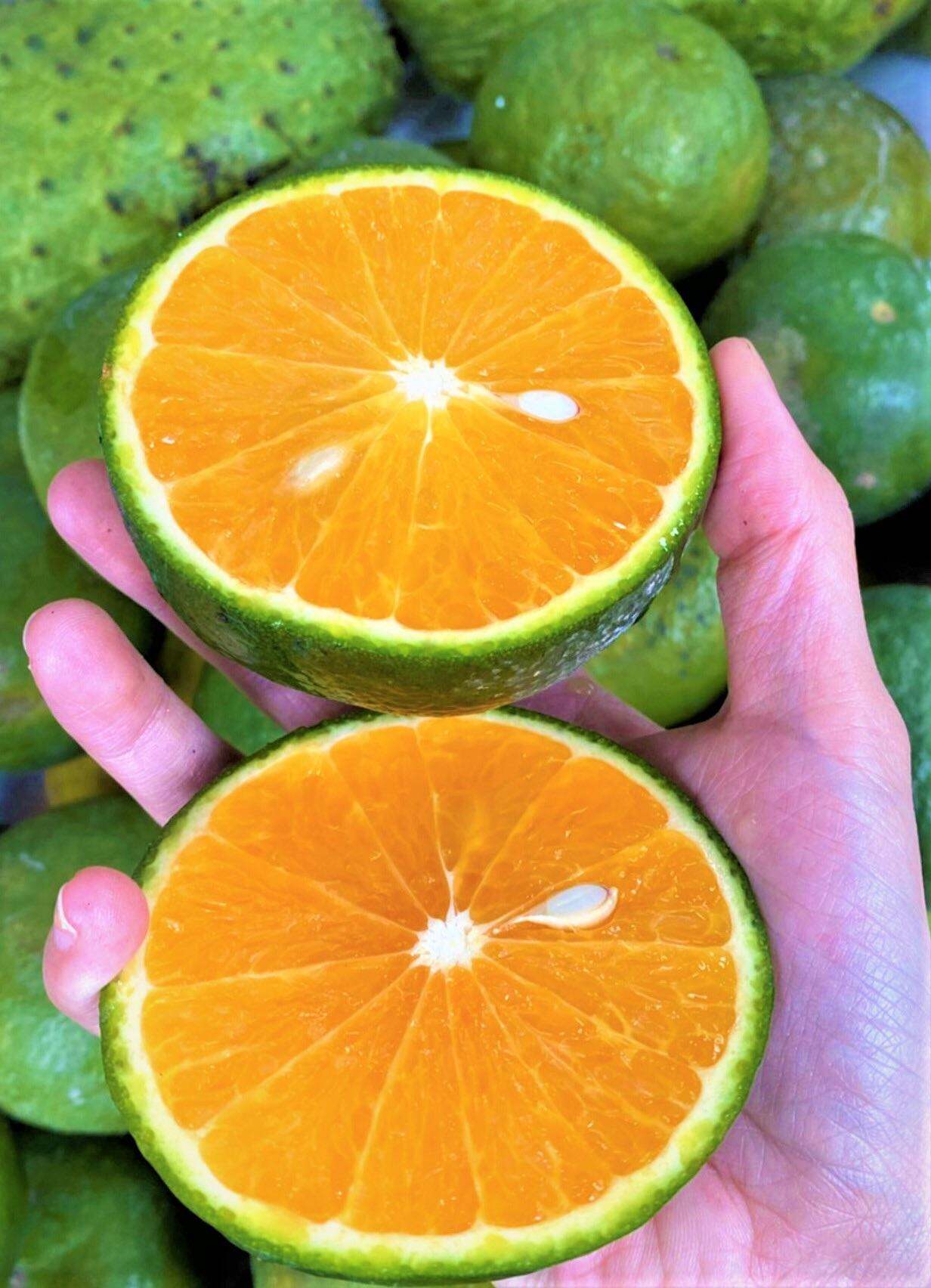 Cam sành Vĩnh long loại 3 đến 4 trái 1kg chỉ giao HCM