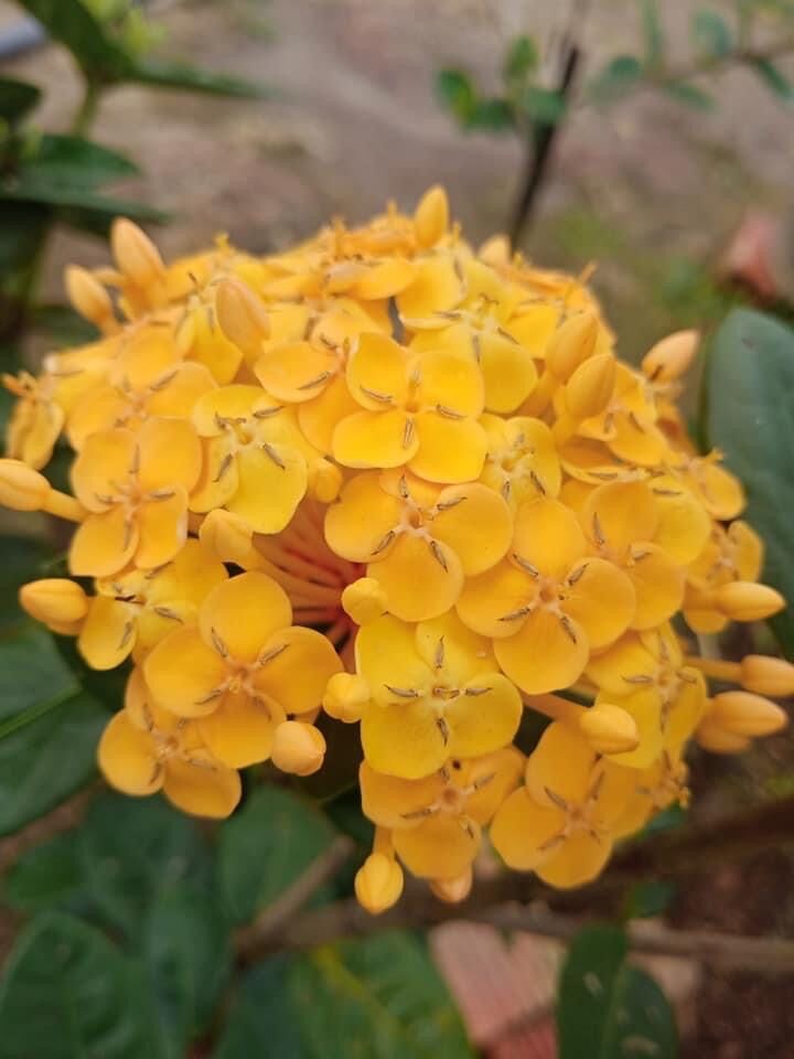 Cây phụng hoàng kim lớn