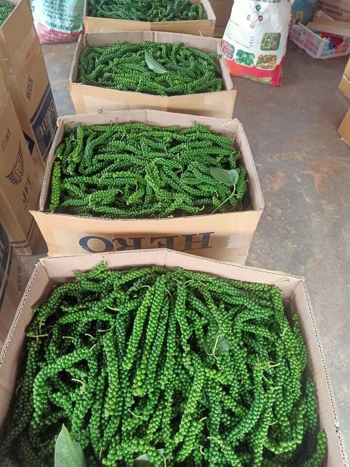 Tiêu Xanh ngâm mắm 1kg/hũ