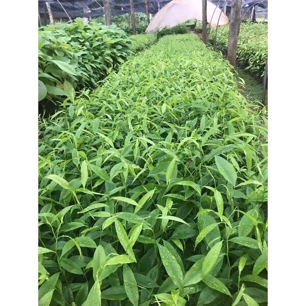 COMBO 10 cây trầm hương (cây kì nam)