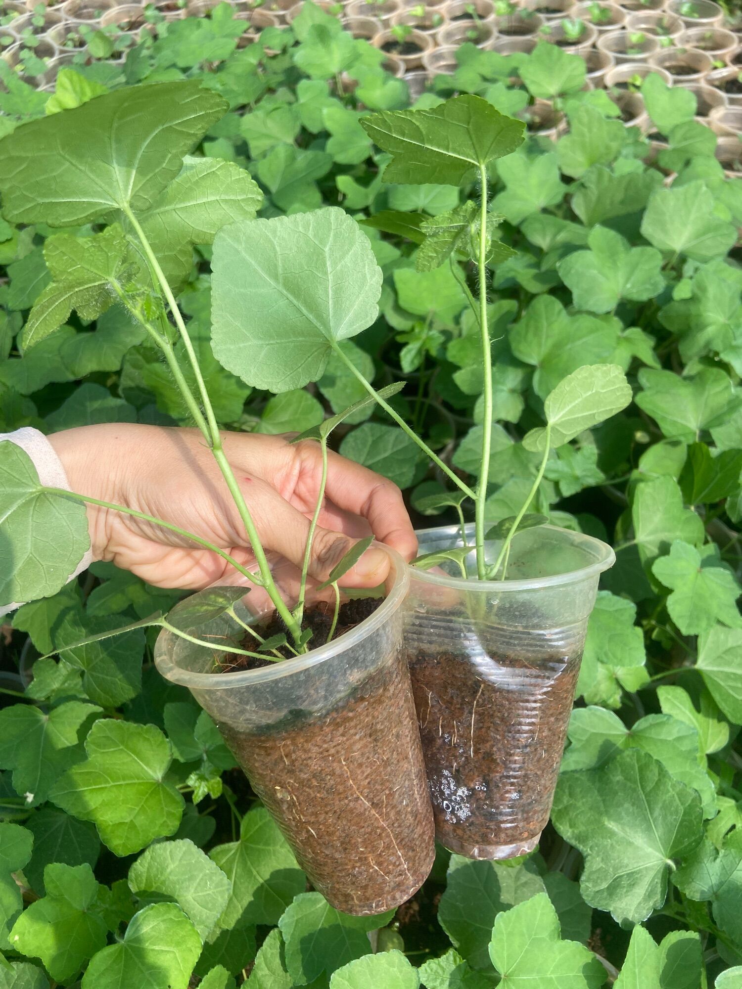 Cây sâm bố chính