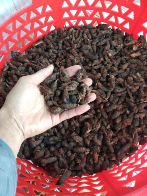 Củ gấu (cỏ gấu khô) 500gr  HB108