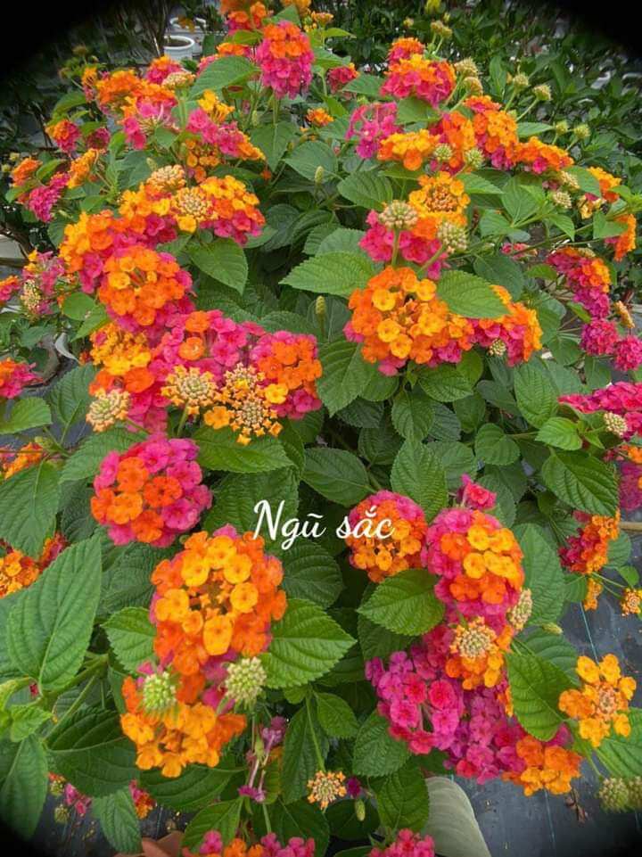 Cây hoa ngũ sắc
