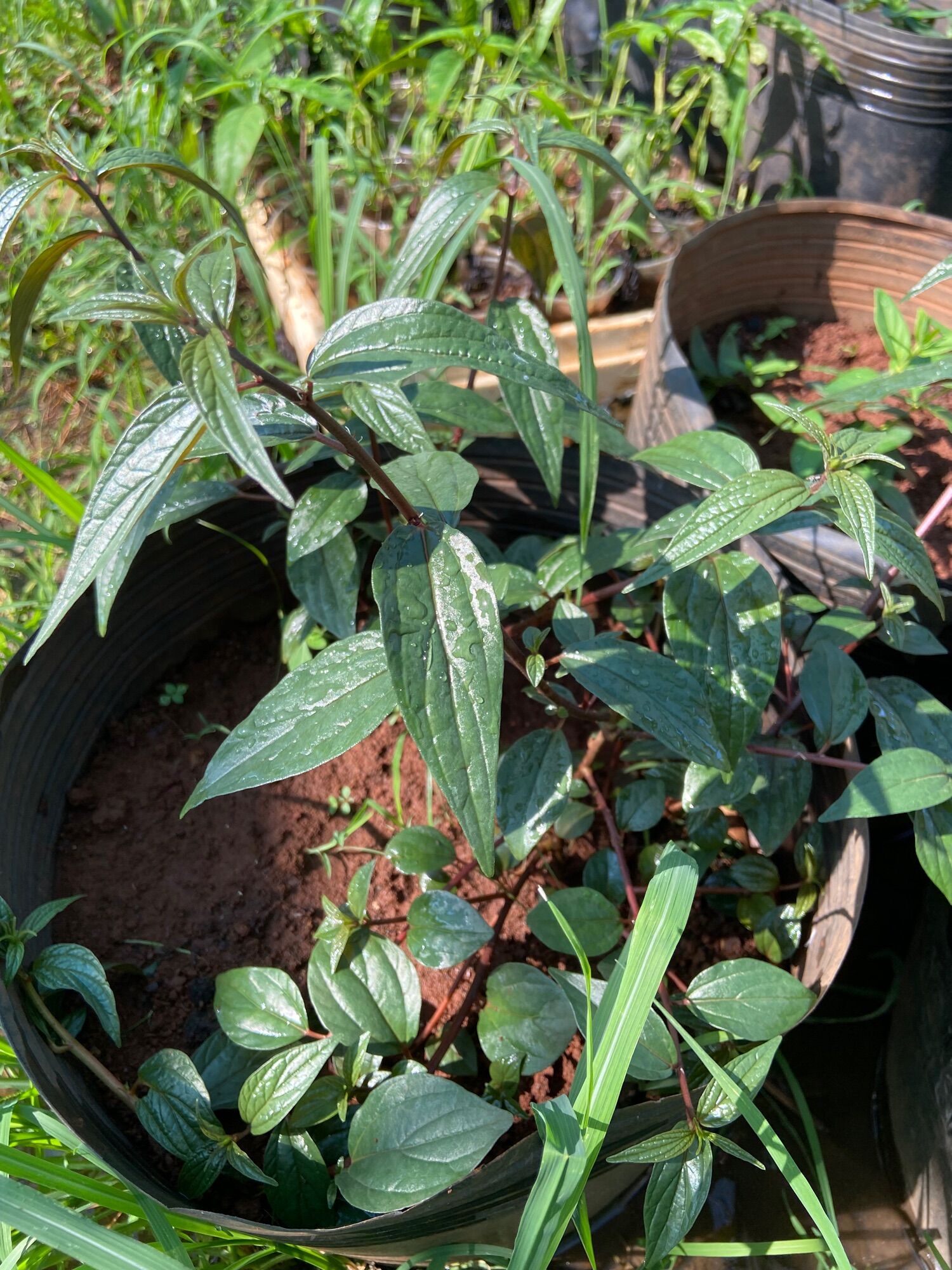 Cây bọ mắm thân tím (cây cỏ dòi)