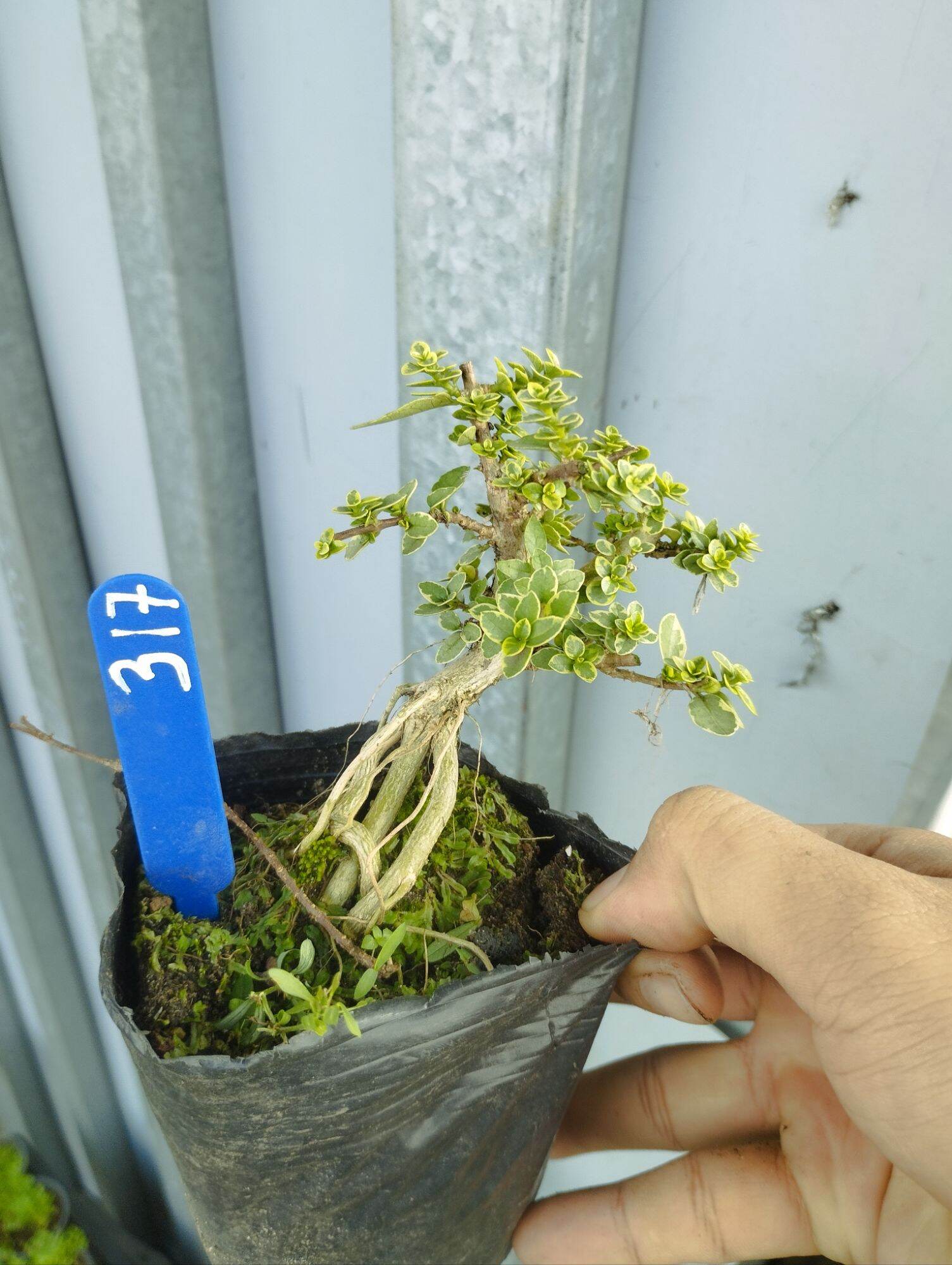 Cây Sam hương cẩm thạch mã 70