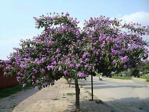 500 gram Lagerstroemia speciosa seed