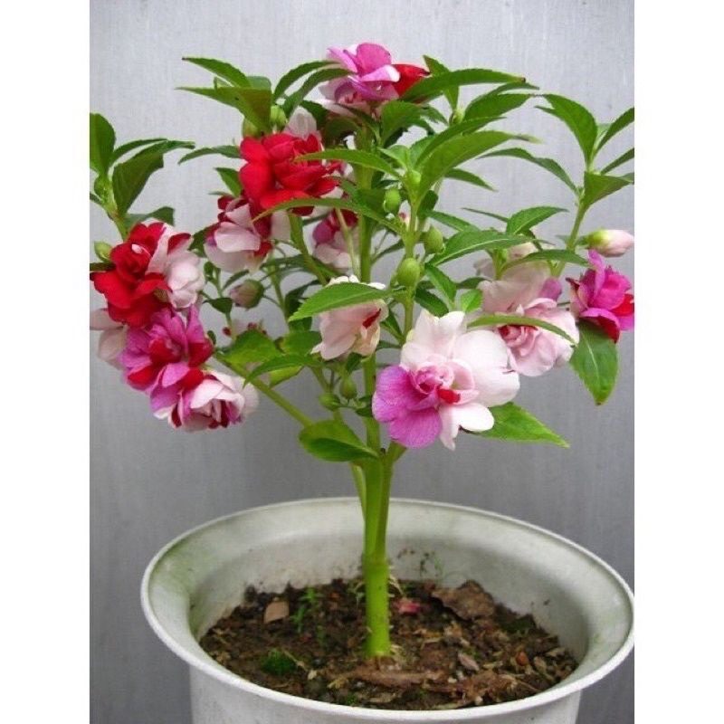 Cây hoa bóng nước Kép
