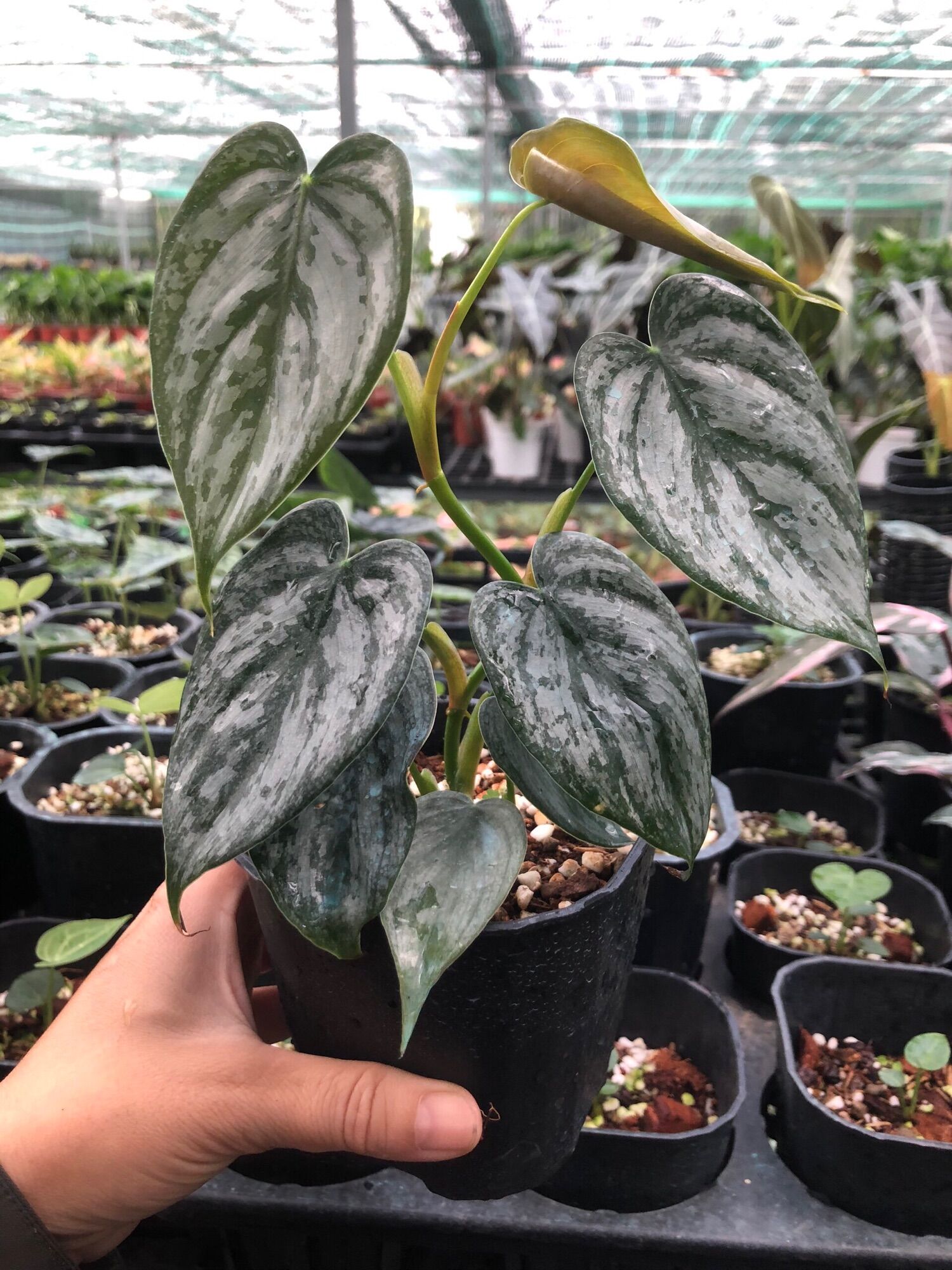 Philodendron Brandtianum