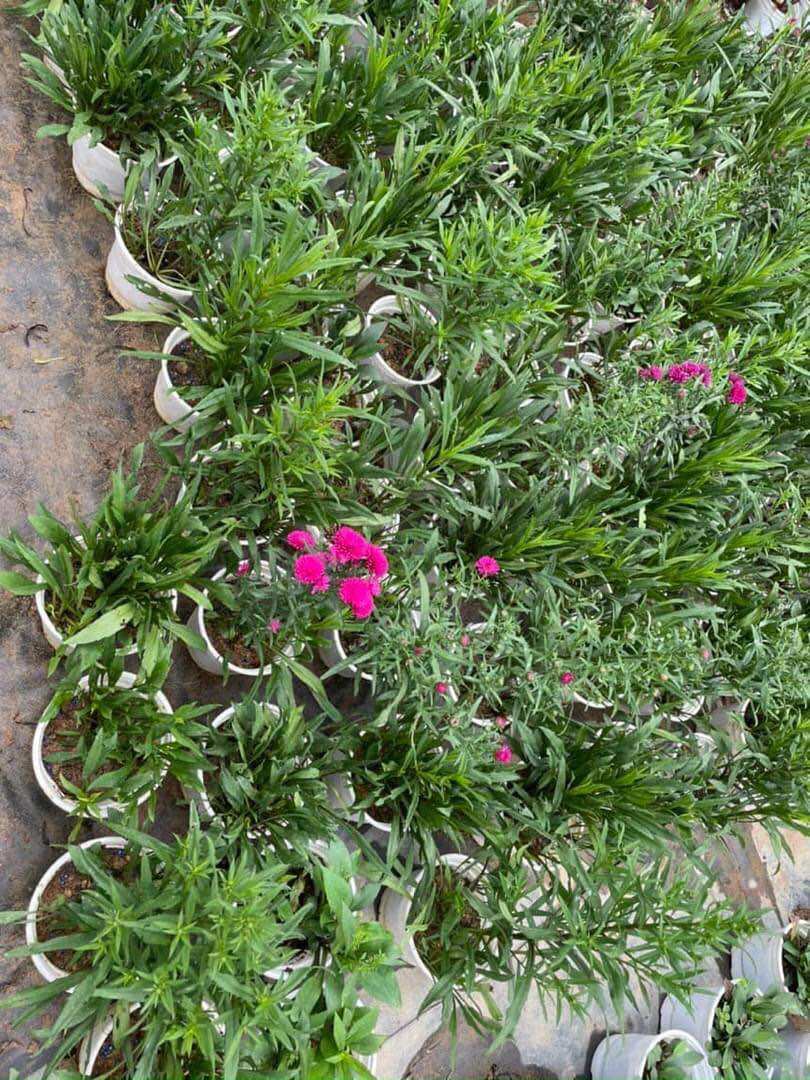 Cây giống thạch thảo đỏ kép