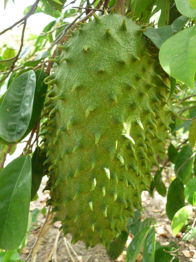 Cây giống Mãng cầu xiêm Thái .
