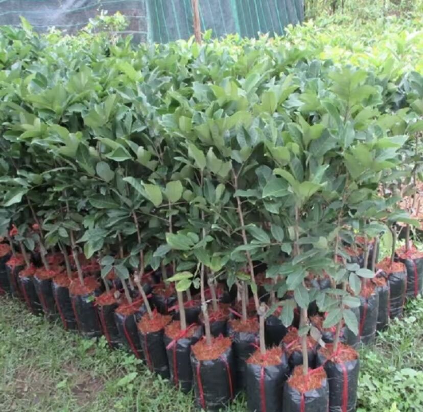 Cây Chôm Chôm Thái ( cây giống )