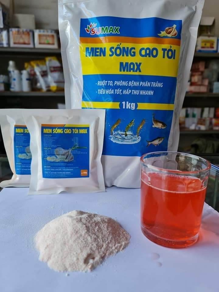 MEN SỐNG CAO TỎI MAX RUỘT TO, NGỪA PHÂN TRẮNG, RUỘT KHOẺ CHO TÔM CÁ