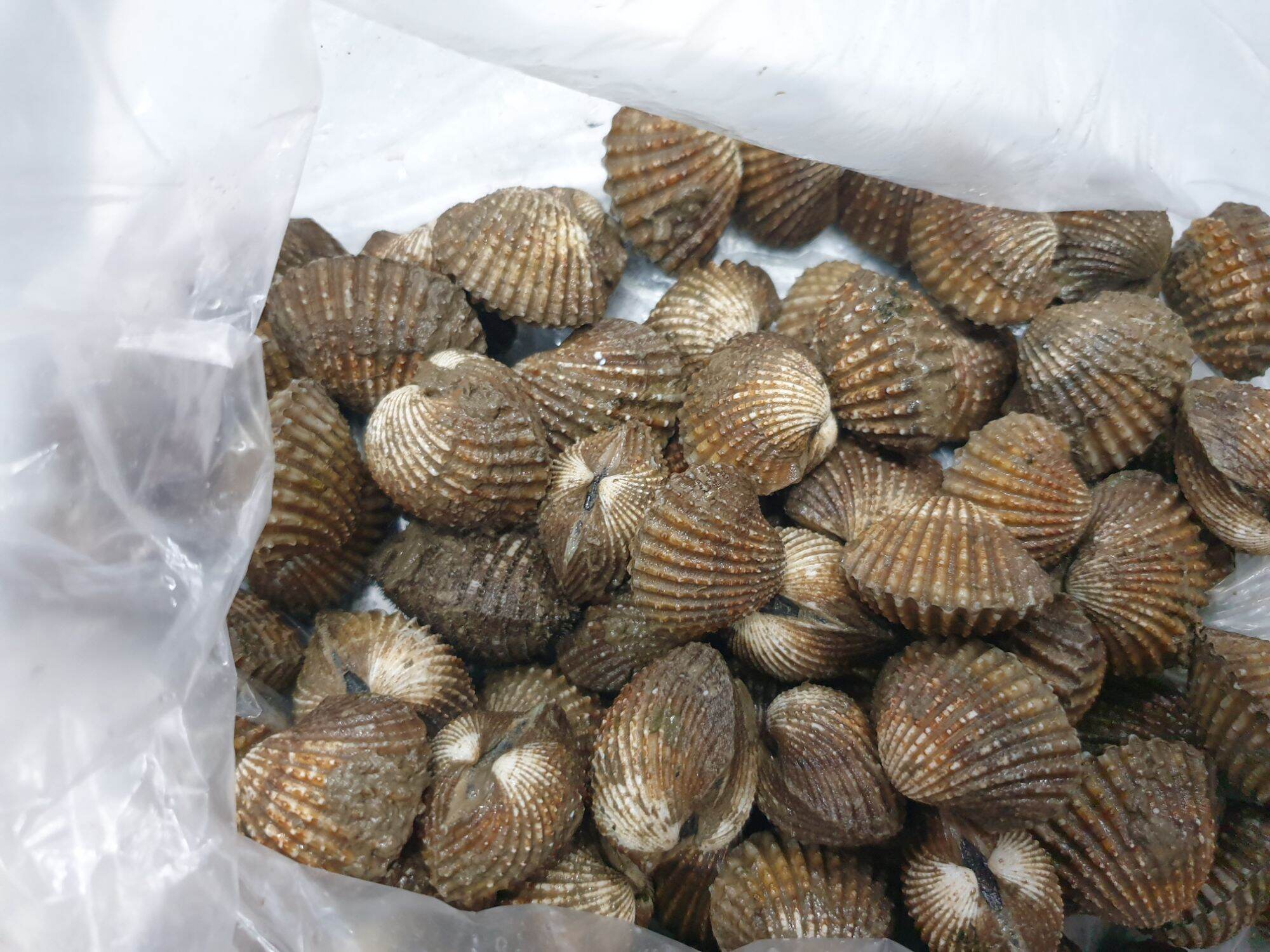sò huyết H&LFOOD