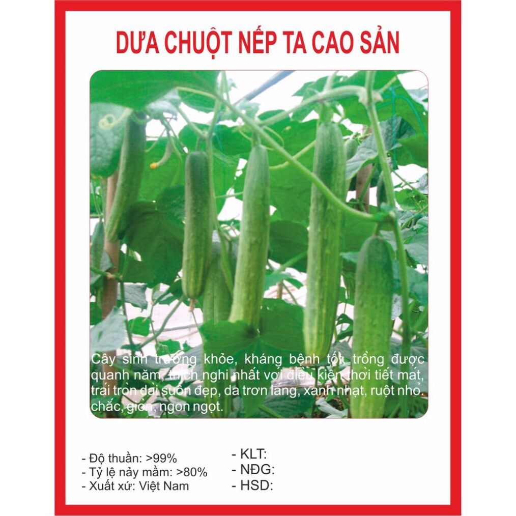 Hạt Giống Dưa Chuột Nếp ( dưa leo)