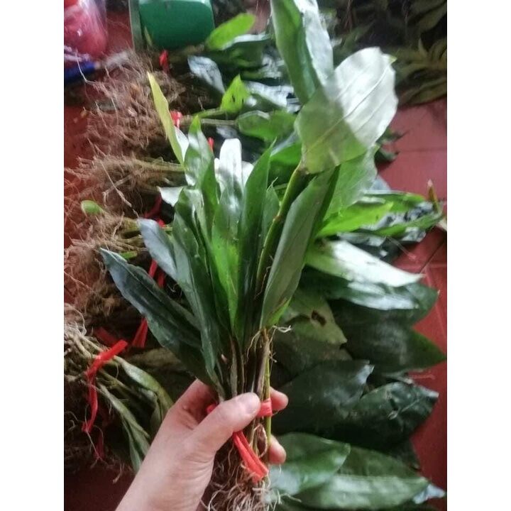 hoa lan kiều dẹt(bó 10 thân)