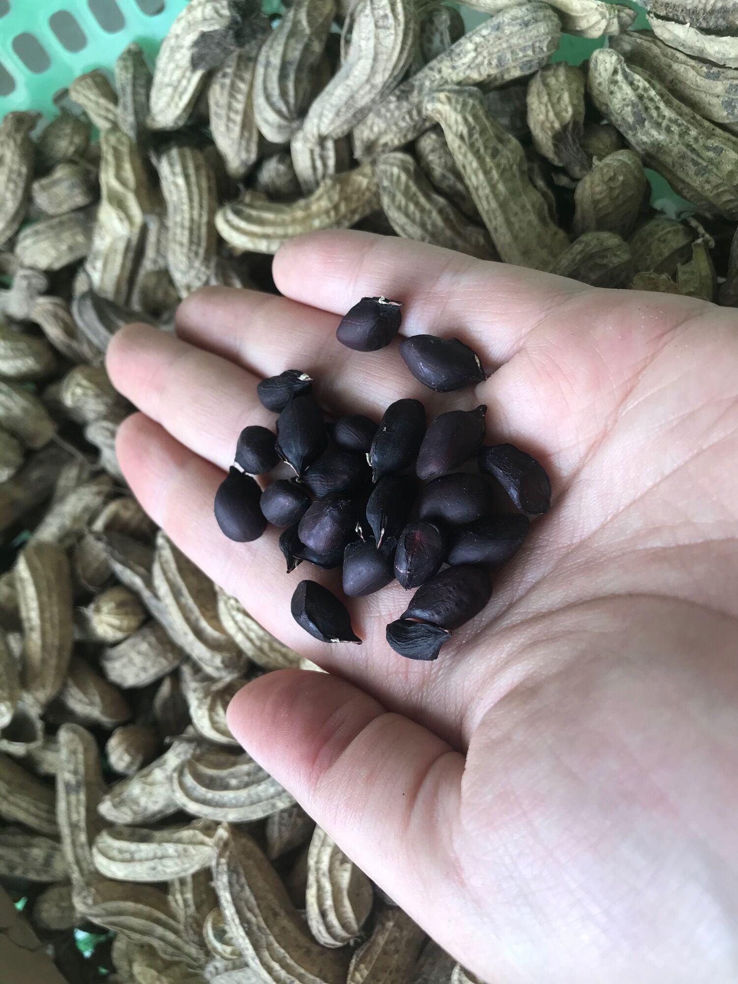 Hạt giống lạc đen - gói 30 hạt