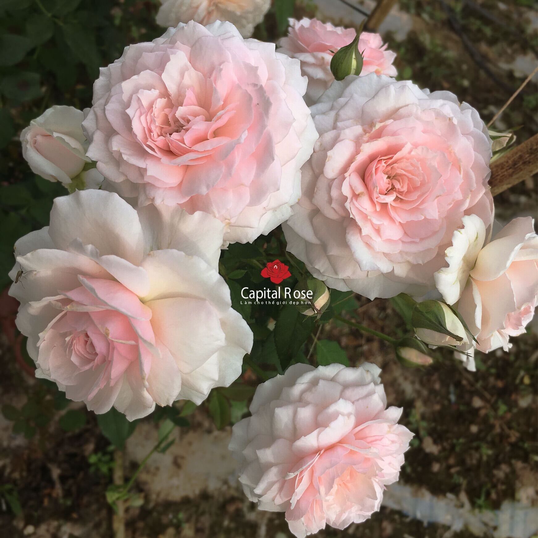 Hoa hồng Misaki Rose - hoa thơm, dễ trồng, hồng bụi