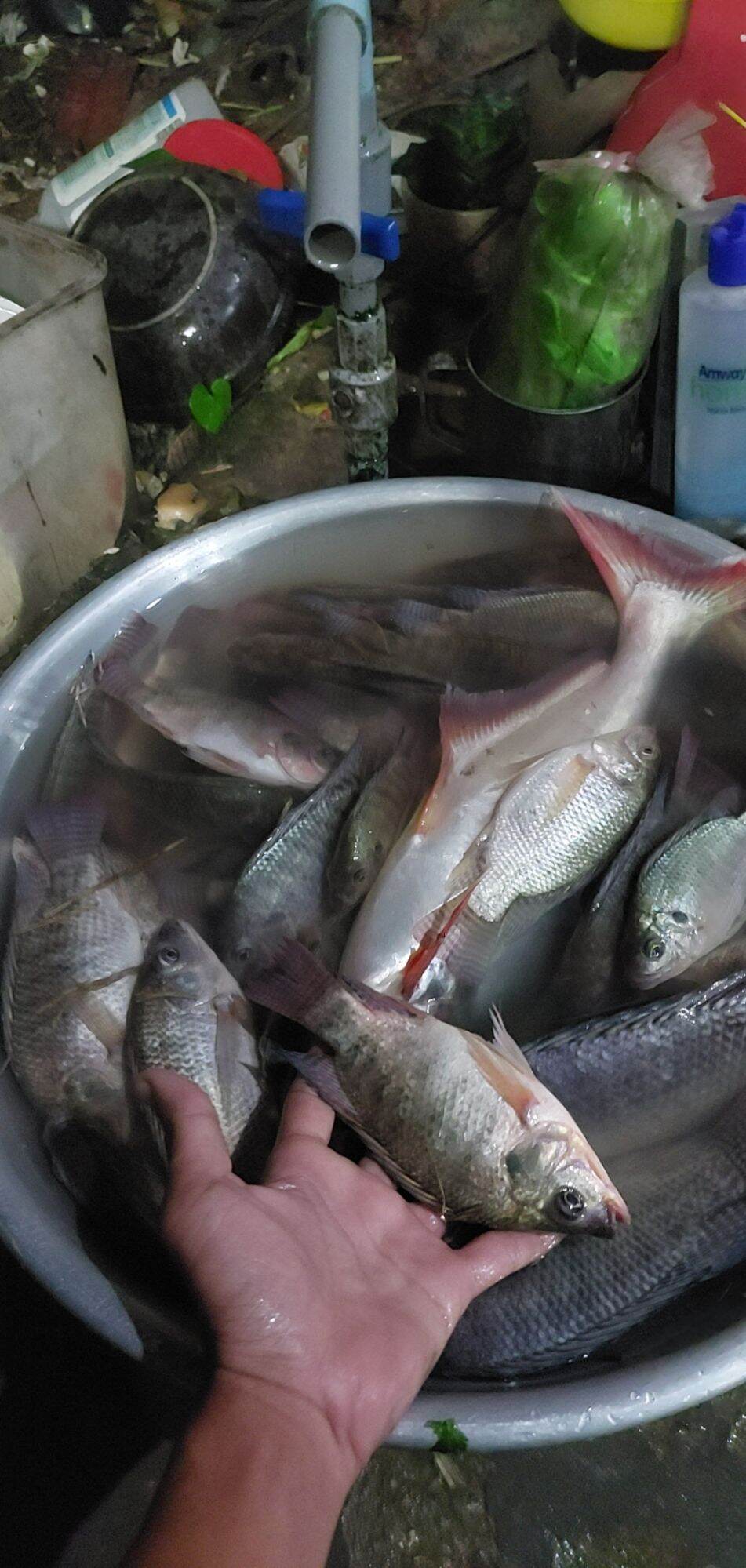 TINH MÙI CÂU CÁ TRA RÔ PHI CANDY