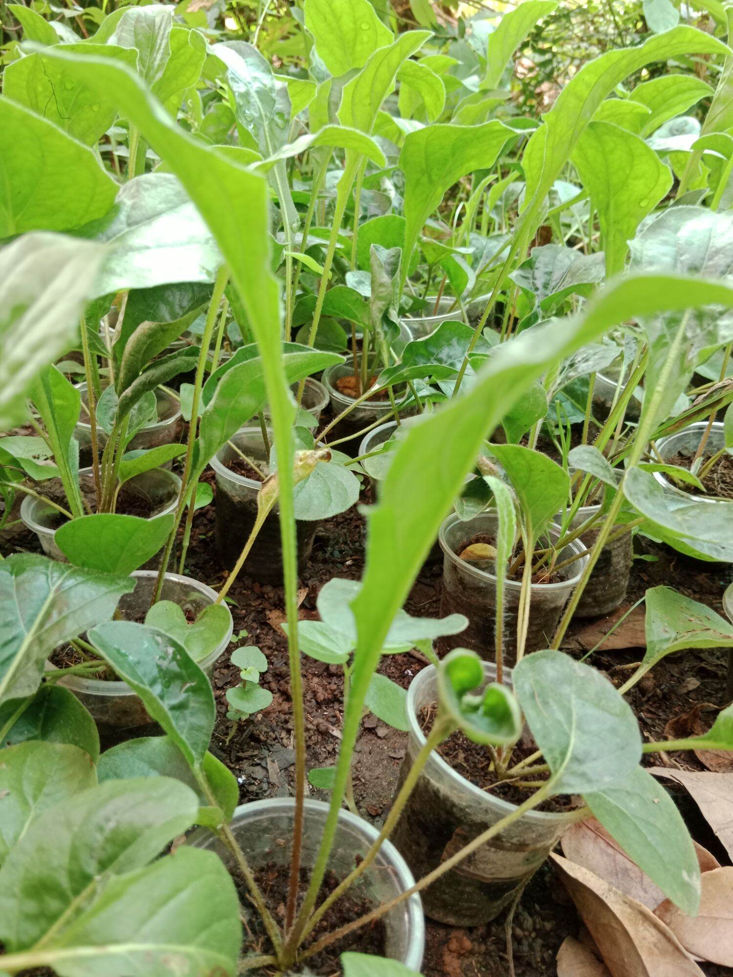 CÚC ĐỒNG TIỀN SONG HỶ TÍM (mua 10 tặng 1 mini)