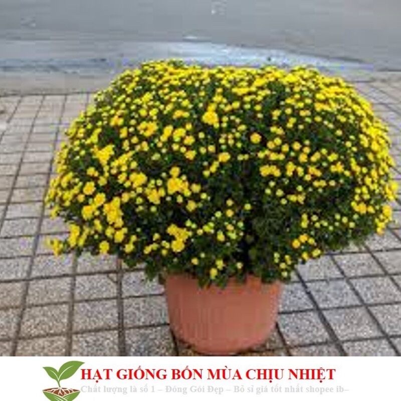 Hạt giống cúc mâm xôi chuẩn tết