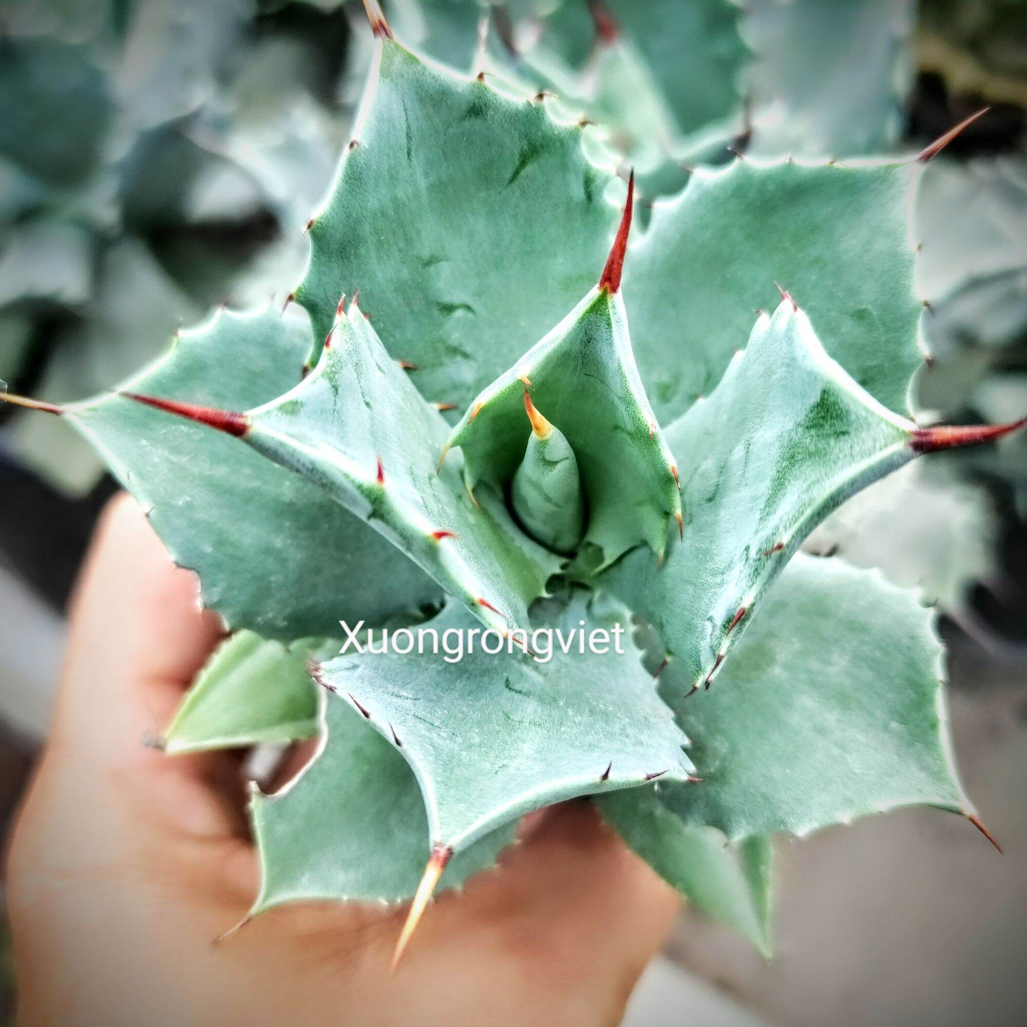 Dứa cảnh Agave Xanh Dương