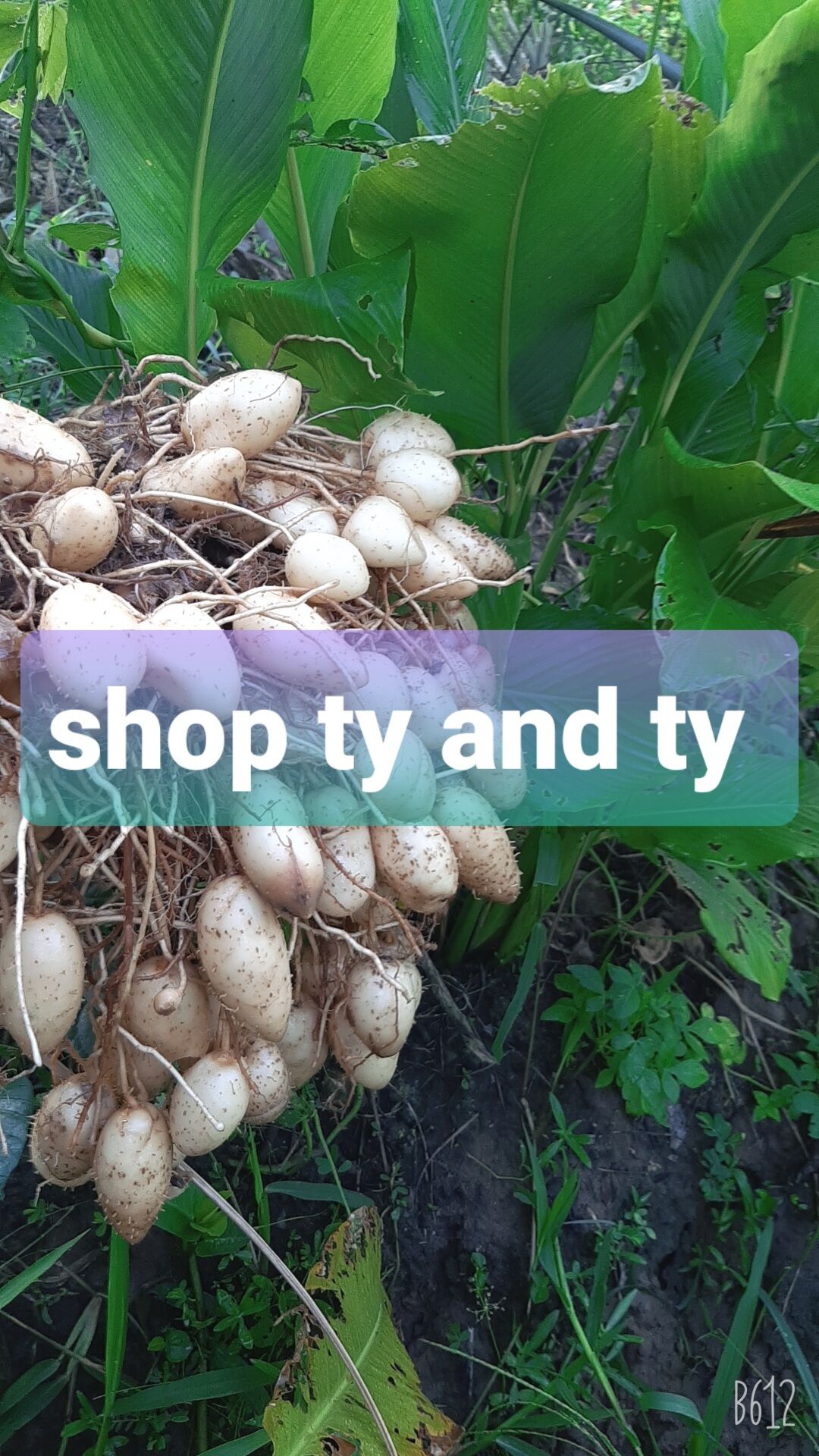 củ lùn giống 15 củ tặng kèm củ ăn