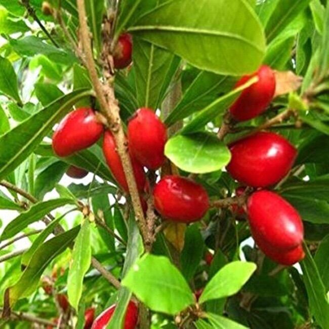 Cây thần kỳ thân gỗ