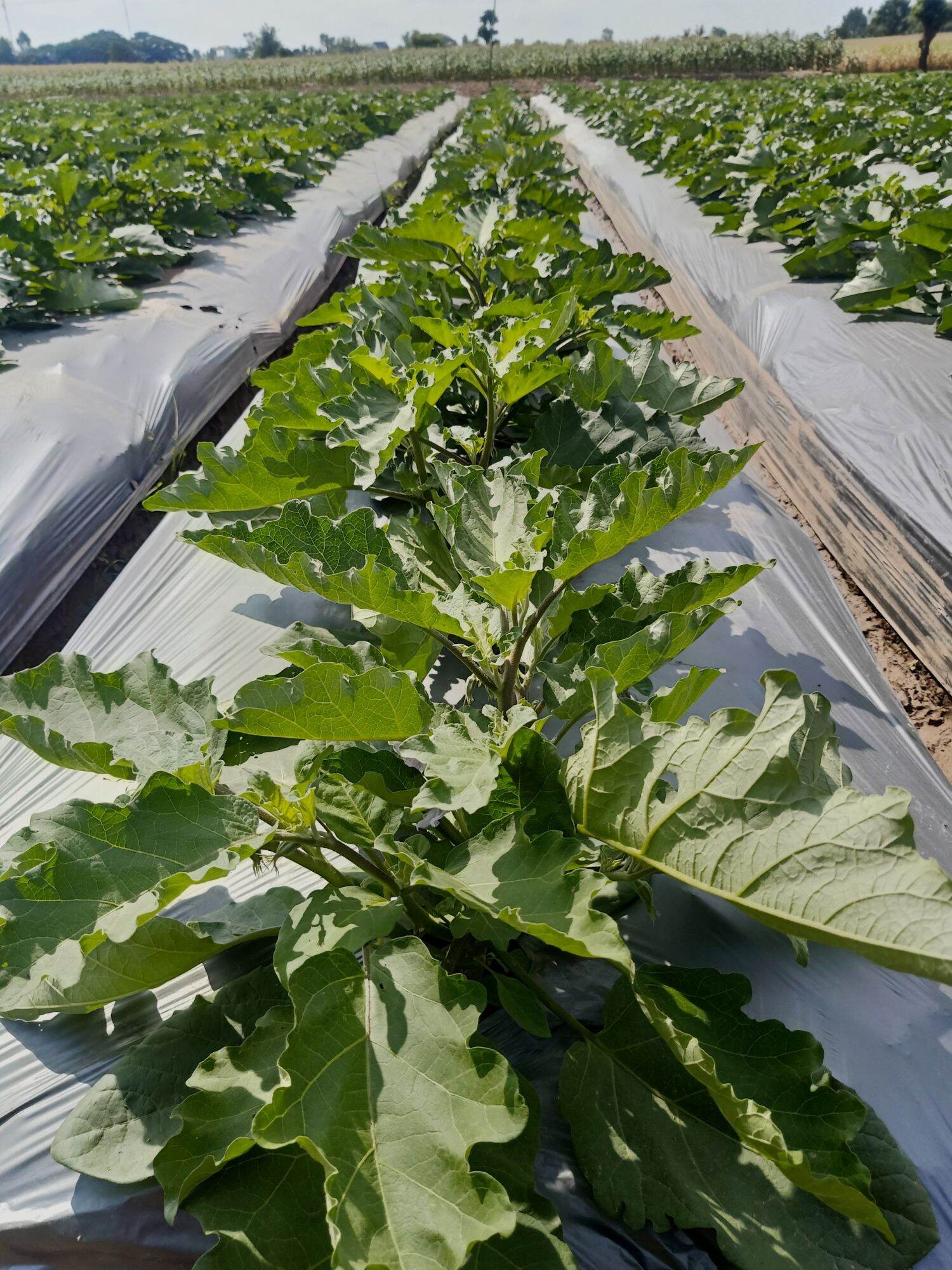 [HCM]Viên sủi trichoderma Nanogro ủ phân chuồng phân cá chăm sóc cây trồng