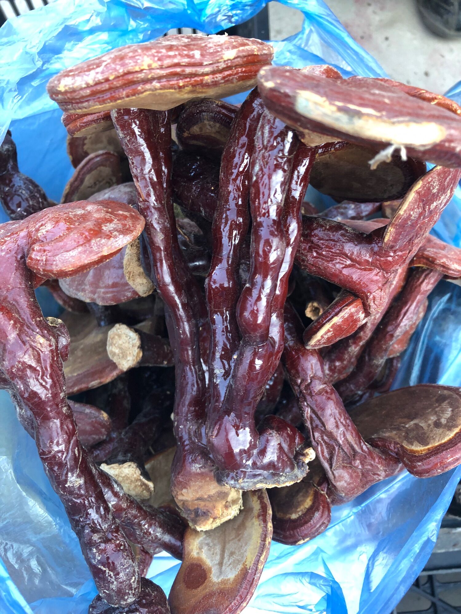 Nấm lim xanh hàng trồng 500k/kg
