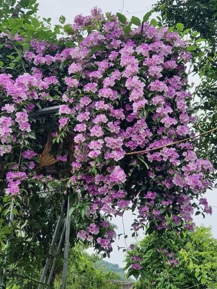 Cây giống hoa lan tỏi