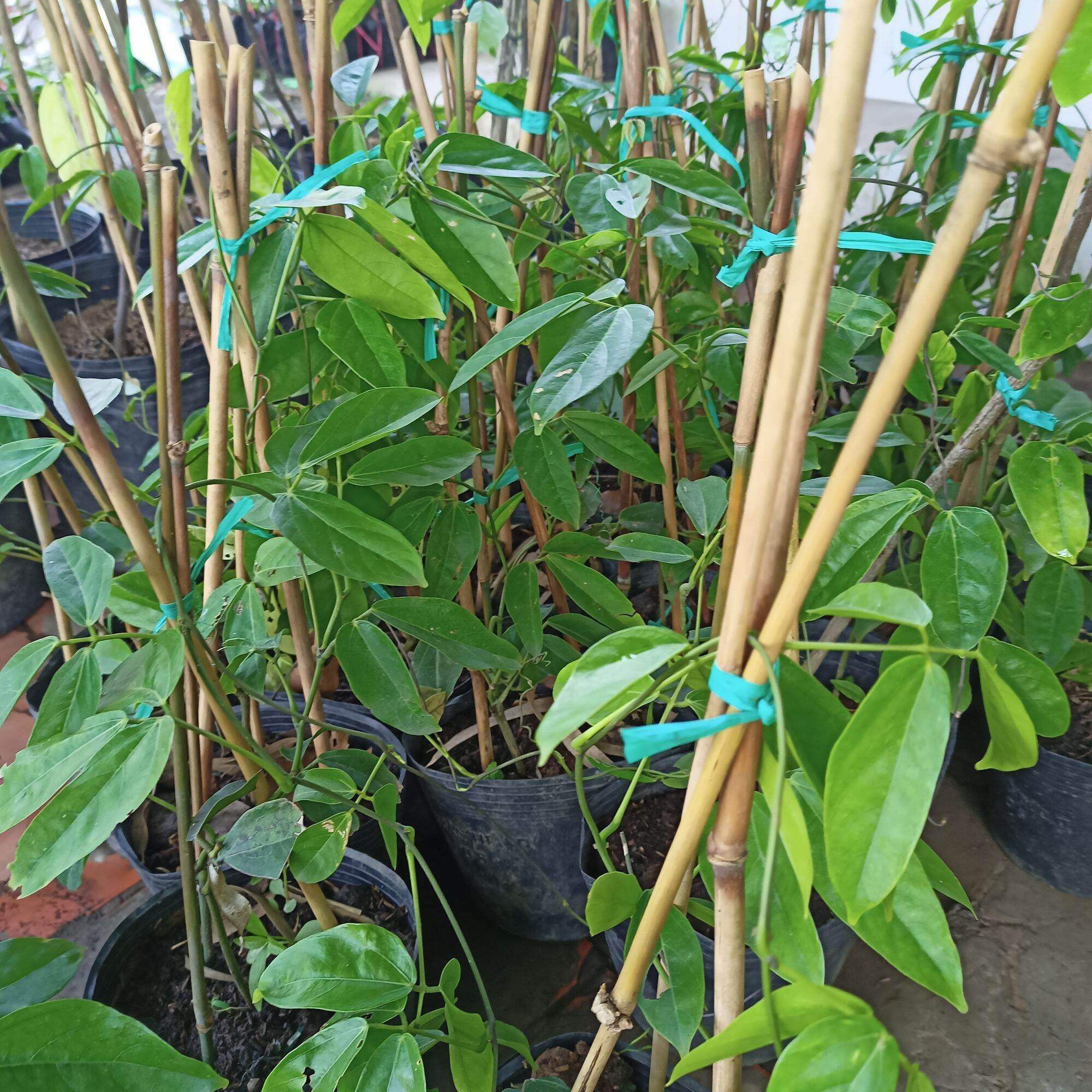 Cây giống hoa Leo giàn mong.cọp xanh