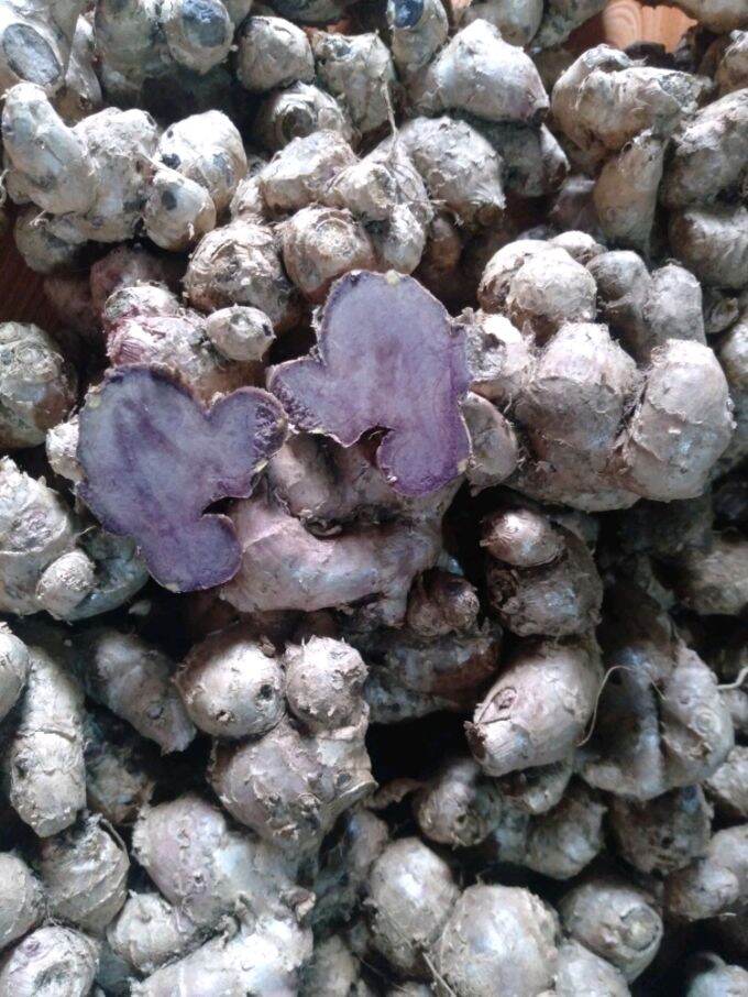1kg gừng tím tươi Sìn Hồ - Lai Châu
