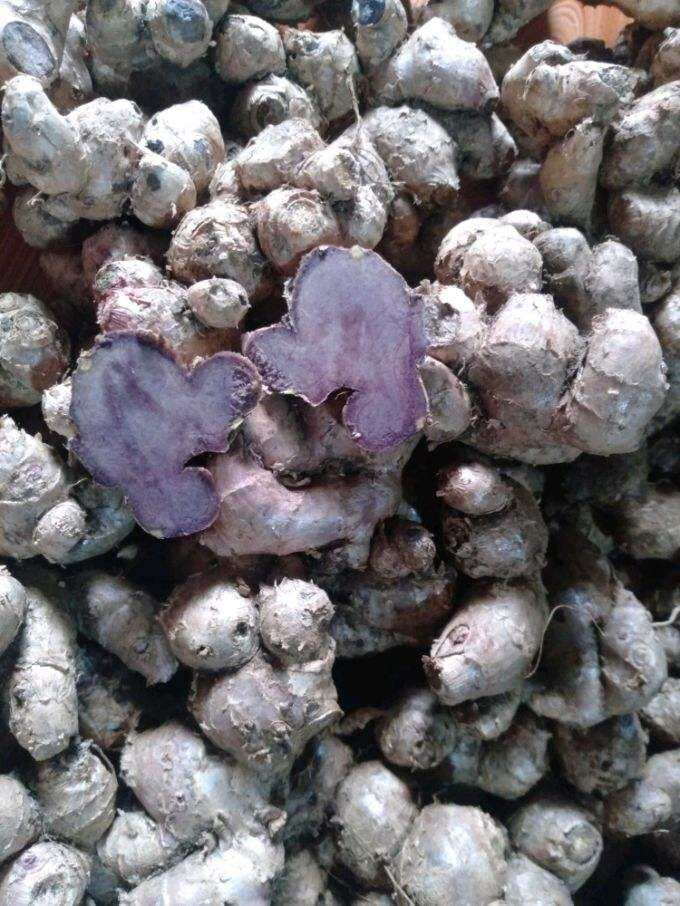 1kg gừng tím tươi (ngải đen) Sìn Hồ - Lai Châu