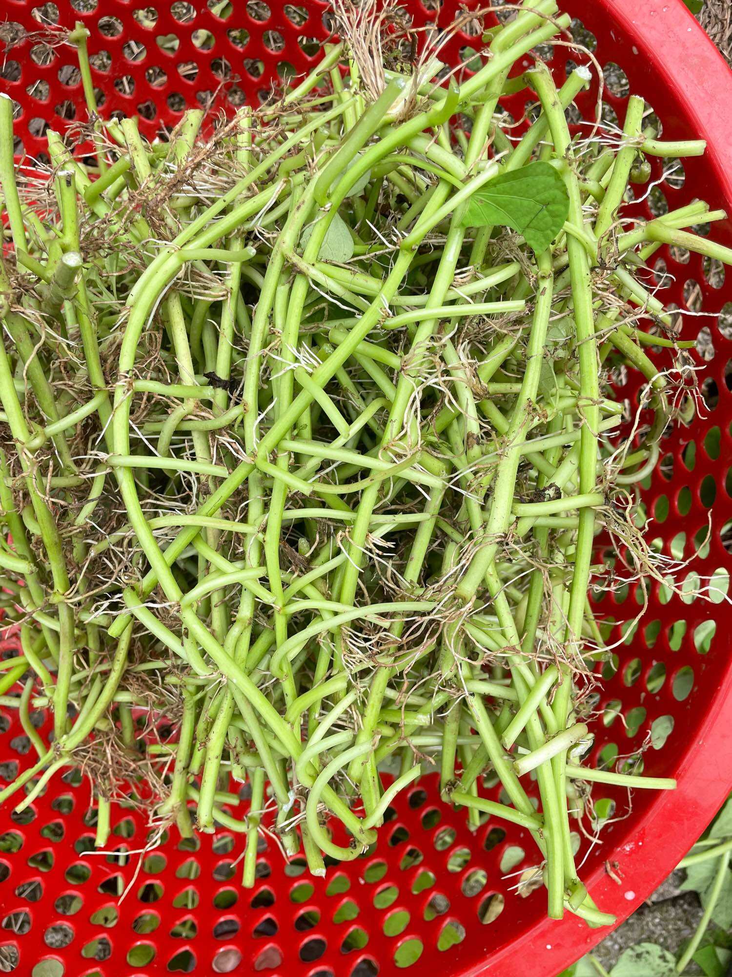 rau lang nhật ngọt (30 nhánh)