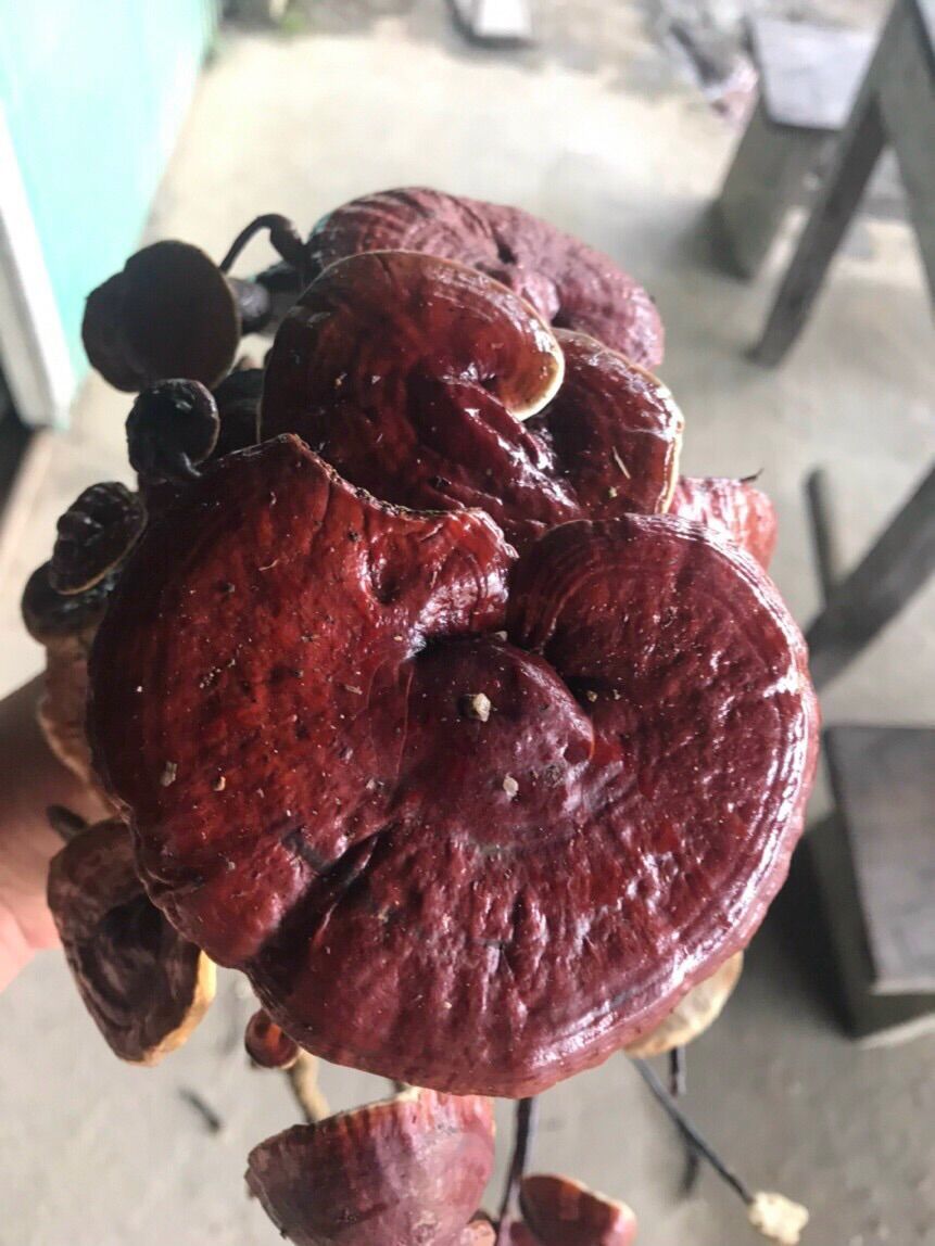 Dược liệu