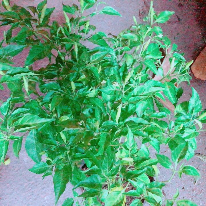 Bụi ớt xiêm cho sai trái