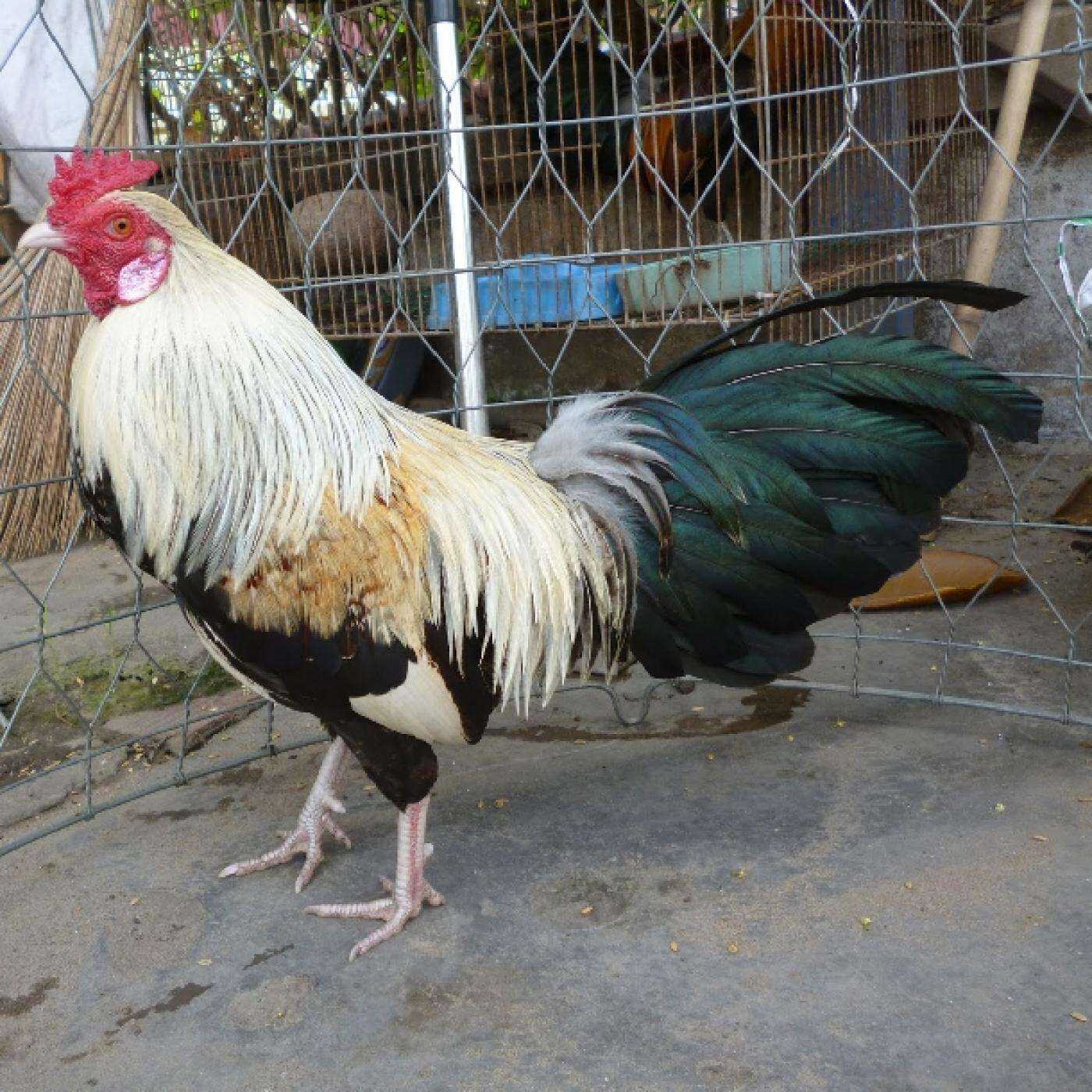 10 trưng  gà nòi chuối Ấp Nở con giông