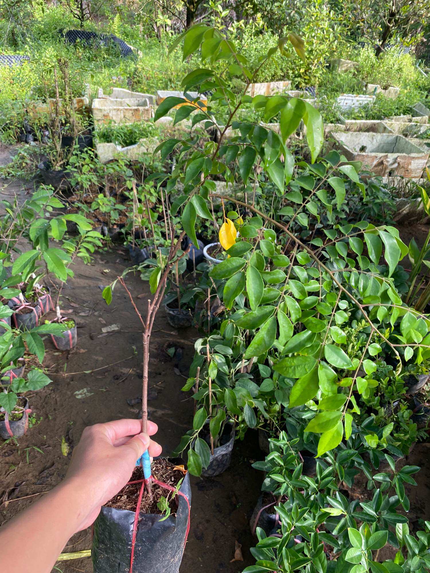 Cây giống Khế Chua ( chậu lớn cao 40-50cm )