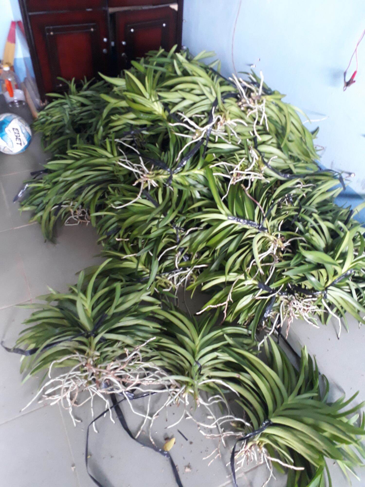 Combo 5 Cây Lan Giống Mokara(cao 20-30cm) màu Đỏ